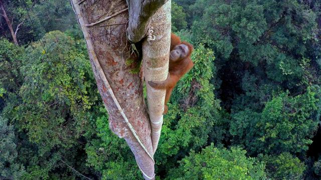 Orangutan high up in a tree