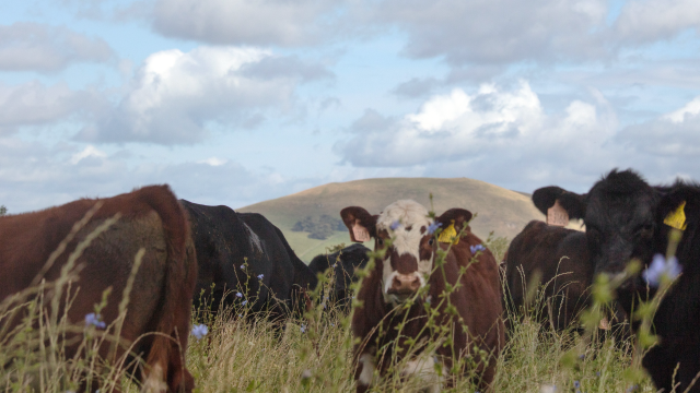 Cows on Whitriggs Farm, The Scottish Borders.
