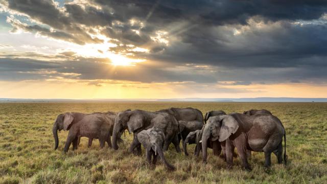 Elephant herd grazing at sunset Masai Mara, Kenya, Africa
