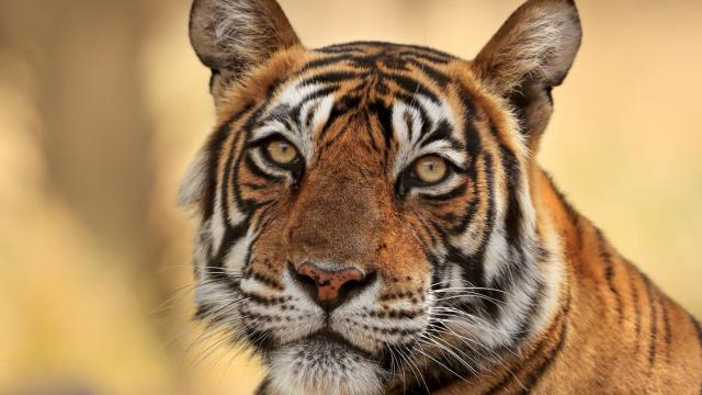 Bengal tiger (Panthera tigris) tigress 'Noor' ,Ranthambhore, India