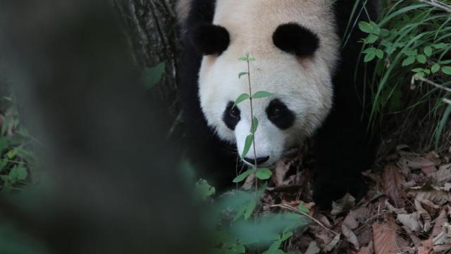 Wild Giant Panda in foping country, China 