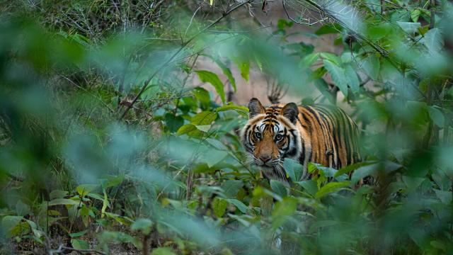 Tiger at Bandhavgarh National Park, India 