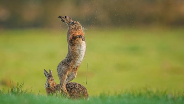 A female brown hare (Lepus europaeus) avoids the amorous advances of an eager male, Derbyshire, UK