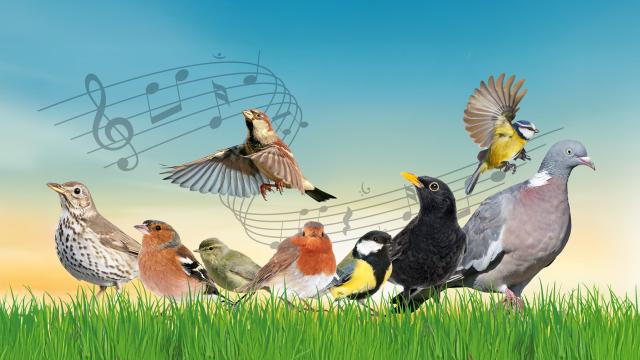 Bird quiz banner with several species of bird