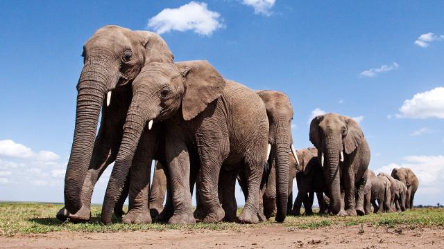 A herd of African elephants