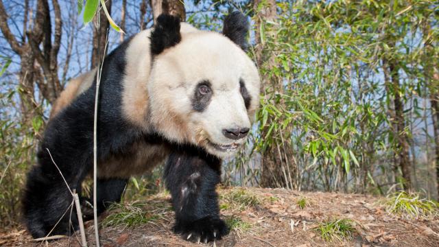 Giant Panda (Ailuropoda melanoleuca) young male, Qinling Mountains, China
