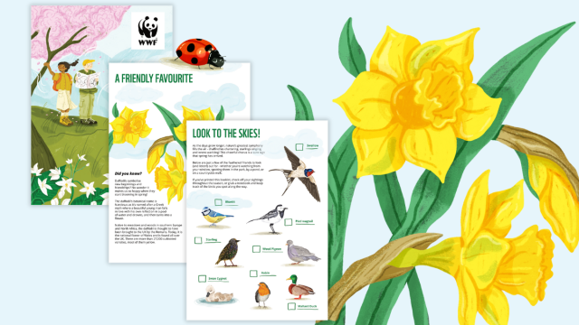 A preview of Spring in Nature pack pages. Titles read, 'A friendly favourite' and 'Look to the skies!'. Illustrations include daffodils, a ladybird and birds.