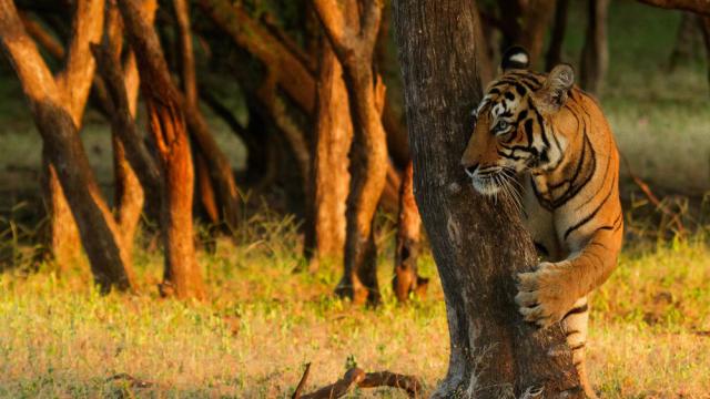 Tiger among the trees Ranthambore National Park, India