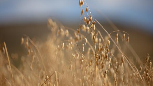 A field of winter oats on Whitriggs Farm, Hawick, Scotland.