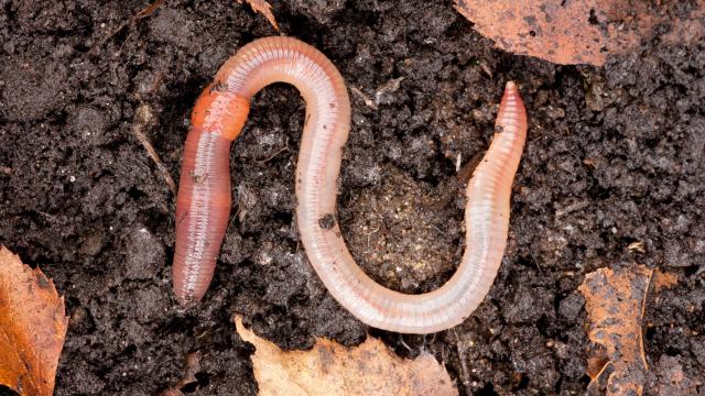 Worm in soil