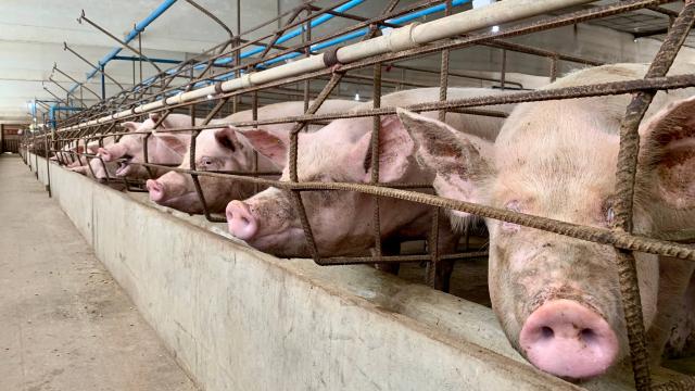 A row of pigs with little space at an Intensive pig farm