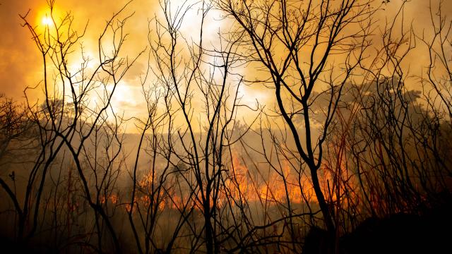 Fire in Brasília National Park, Brazil