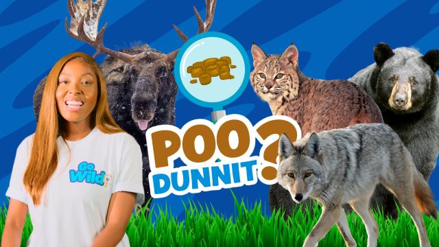 Poodunnit hero image