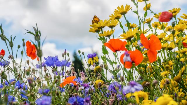 Close up of wildflowers in several colours