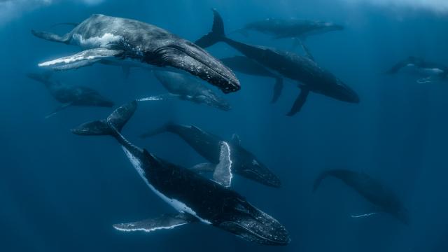 A pod of humpback whales swimming underwater