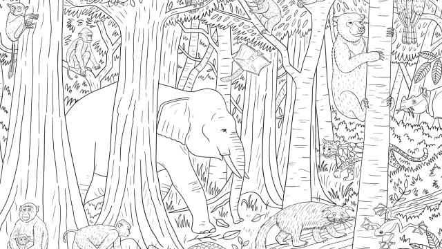 Borneo forest colouring sheet