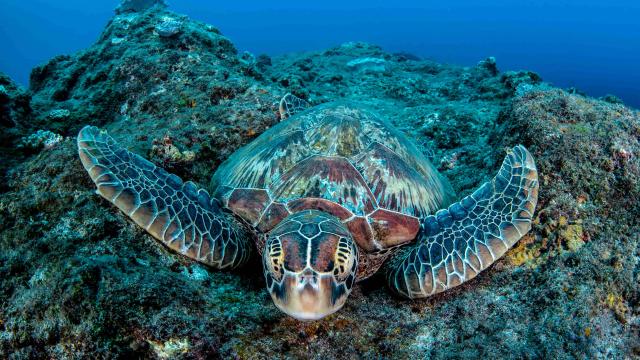 Green turtle swimming close to rocks