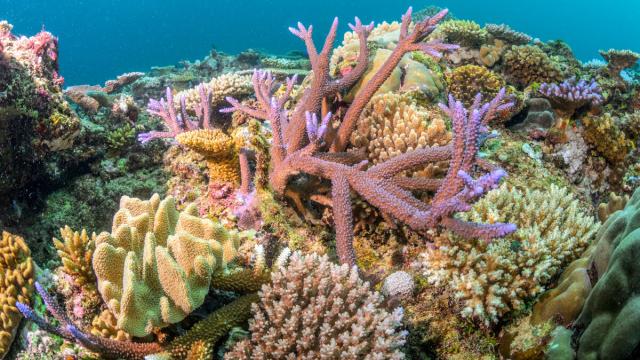 A shallow reef patch near Nacula Island with a diverse assembly of hard corals. Yasawa Island Group, Fiji