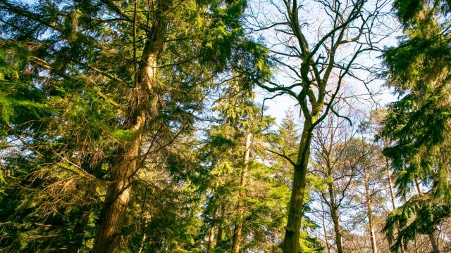 Forest shot from below - green trees, blue sky