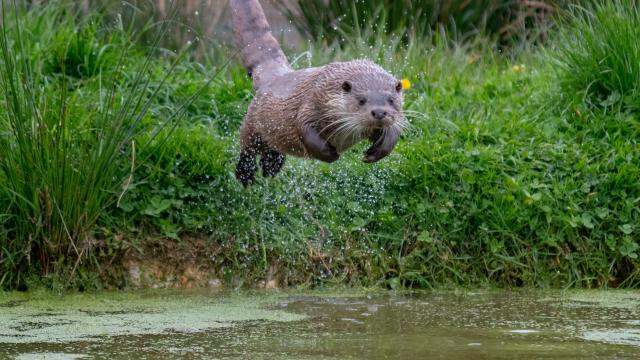 An otter diving from a grassy bank into a river