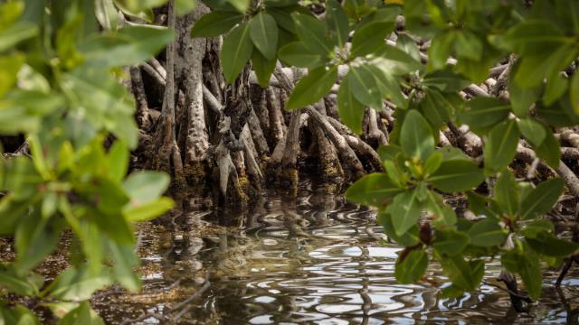 Mangroves at Boca Chica Channel at Hol Chan National Park and Marine Reserve