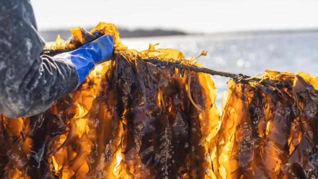  Close up of Brandon Hoogerhyde pulling up a line of sugar kelp in Stockton Springs, Maine, USA