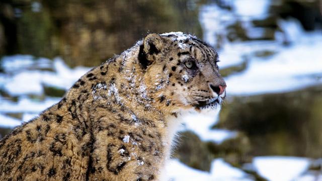 Snow Leopards