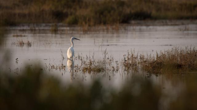 Egret fishing.