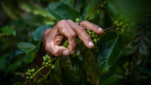Hands going through an organic coffee at an plantation in Brazil 