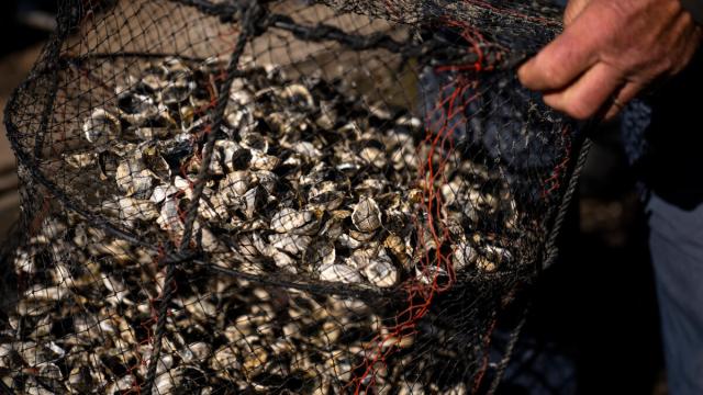 Oyster nets washed and prepared at Fishers Island Oyster Farm in Fishers Island