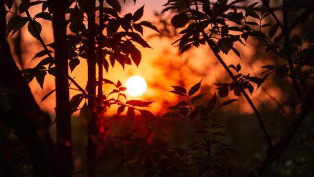 Sunset through the leaves Norfolk, River Glaven 