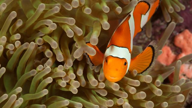 True clownfish (Amphiprion percula).Misool, Raja Ampat, West Papua, Indonesia