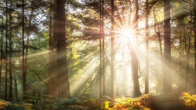 Sunlight breaking through trees in a forest