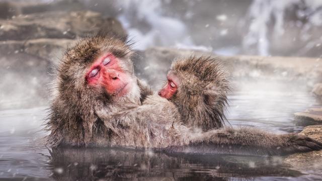 Japanese macaques 