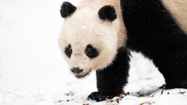 Wild Giant Panda (Ailuropoda melanoleuca), female, in Giant Panda National Park, Sichuan, China.