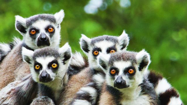 Lemurs