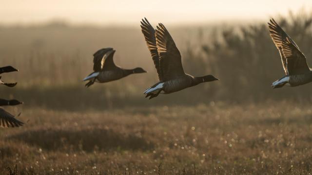 Brent geese taking to flight. Stiffkey Marsh. Stiffkey, North Norfolk, UK.