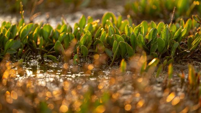 Vibrant leaves showing new growth of sea lavender. Stiffkey Marsh, Stiffkey, North Norfolk, UK.
