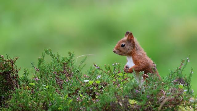 Red Squirrel in heather, September, Perthshire