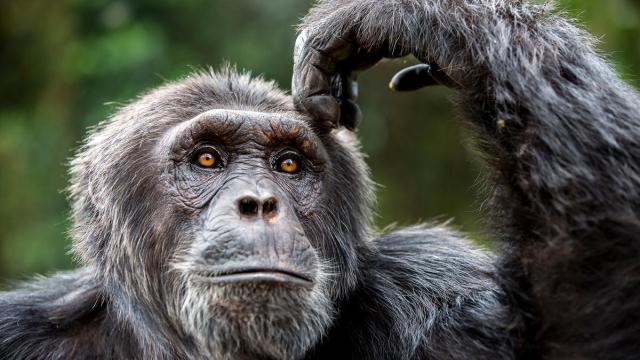 Chimpanzee scratching it's head