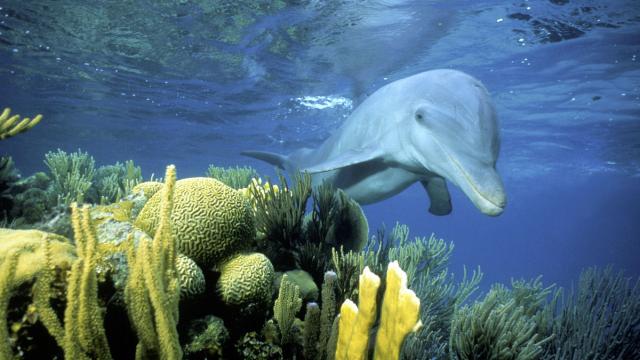 Sociable wild Bottlenose dolphin (Tursiops truncatus) Belize - Honey