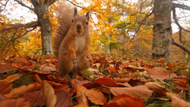 Red Squirrel (Sciurus vulgaris) in leaf litter in autumnal woodland, Highlands, Cairngorms National Park, Scotland, UK, October 2015.