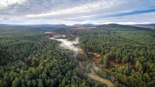 Aerial view above Abernethy pine forest with the Cairngorm mountain range behind. Cairngorms National Park, Scotland, UK