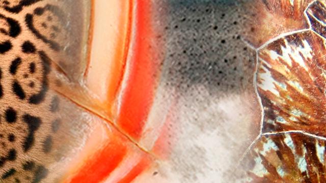 go wild shadow match banner