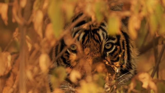 Bengal tiger peering through leaves of bushes