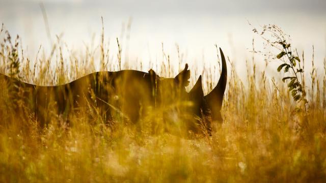 Black Rhino in Africa hidden amongst the surrounding's 
