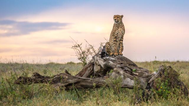Cheetah (Acinonyx jubatus) in the Namiri Plains of the Serengeti, Tanzania, Africa