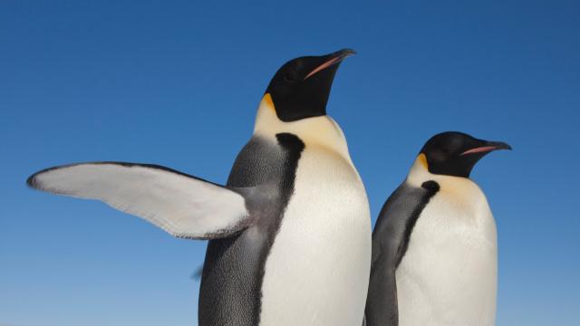 Emperor penguins (Aptenodytes forsteri) one with raised flipper, Snow Hill Island rookery, Weddell Sea, Antarctica