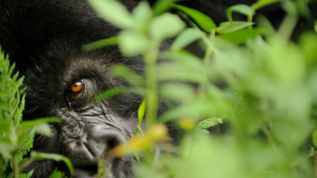Mountain gorilla (Gorilla beringei beringei) close up of eye, Volcanoes NP, Virunga mountains, Rwanda