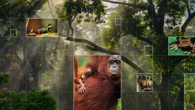 Forest image with species